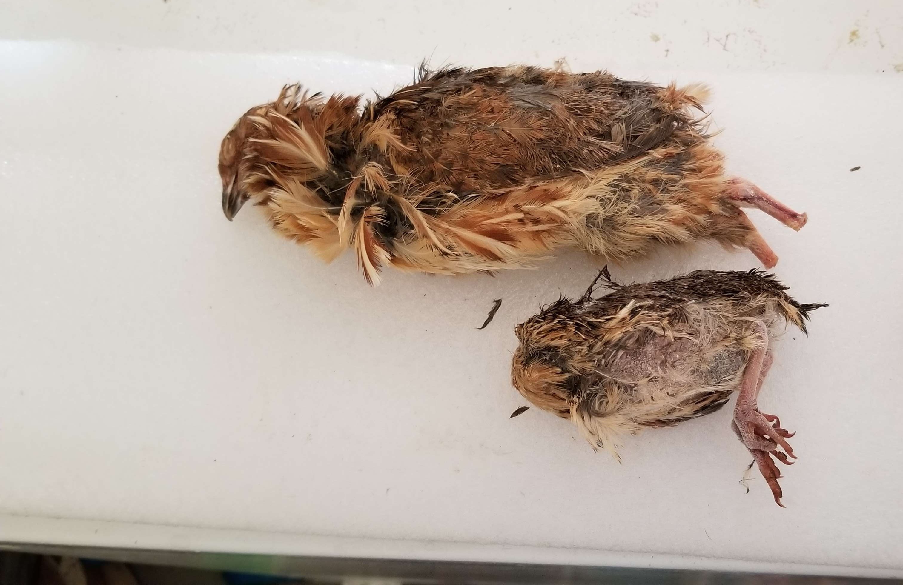 Full-grown coturnix quail held in hand — size reference for feeder quail